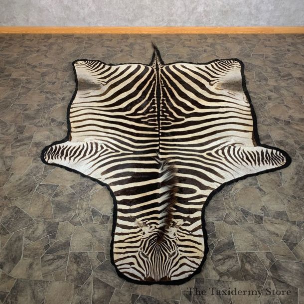 African Zebra Full-Size Taxidermy Rug For Sale #22542 @ The Taxidermy Store