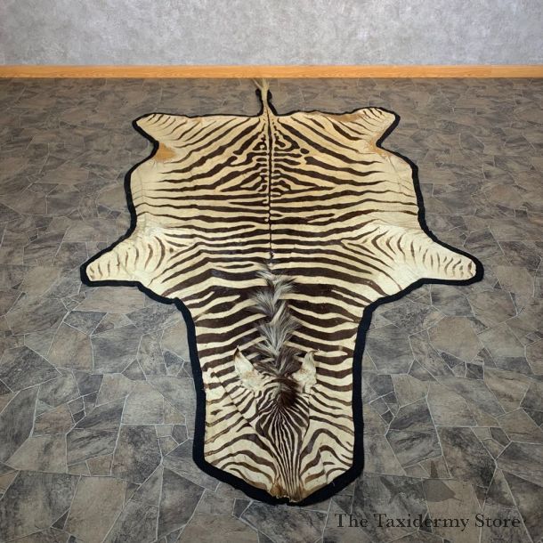 African Zebra Full-Size Taxidermy Rug For Sale #22544 @ The Taxidermy Store