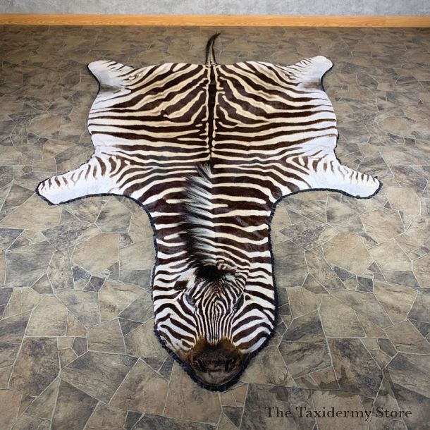 African Zebra Full-Size Taxidermy Rug For Sale #23997 @ The Taxidermy Store