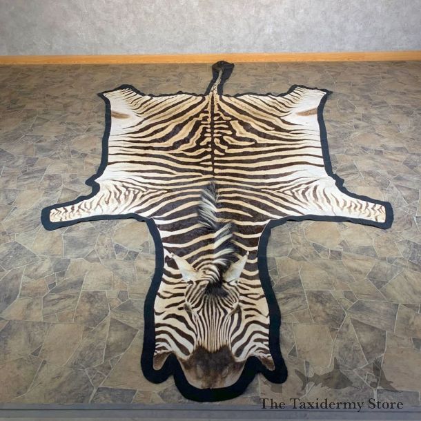 African Zebra Full-Size Taxidermy Rug For Sale #23998 @ The Taxidermy Store
