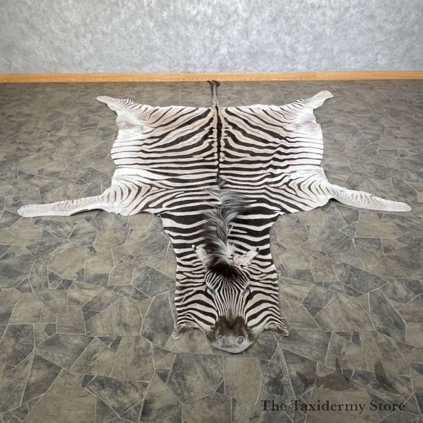 African Zebra Full-Size Taxidermy Rug For Sale #26304 @ The Taxidermy Store