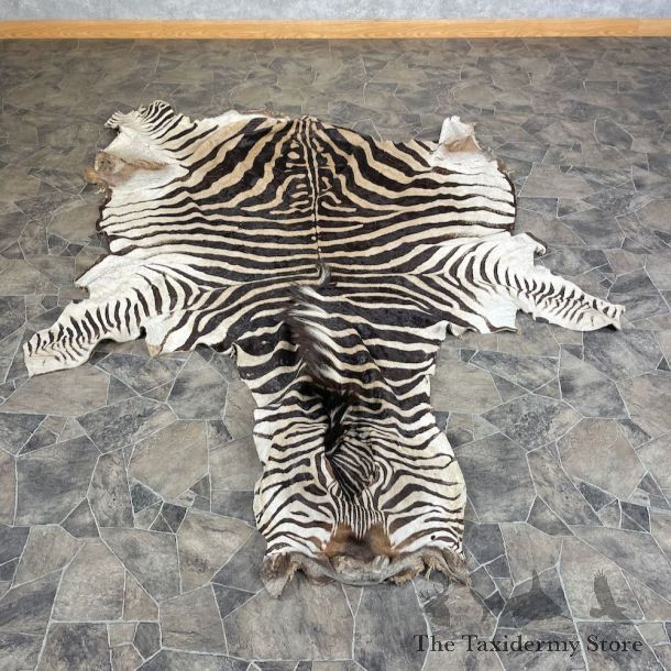 African Zebra Hide For Sale #25367 @ The Taxidermy Store