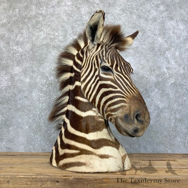 African Zebra Pedestal Mount For Sale #23932 @ The Taxidermy Store