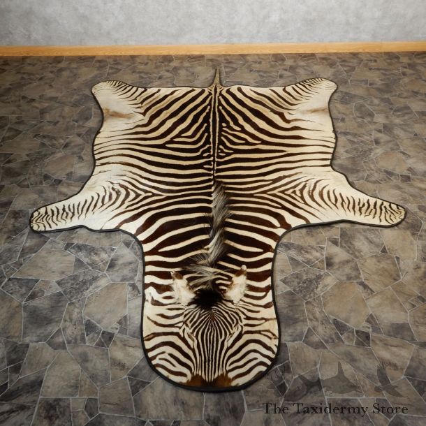African Zebra Rug Taxidermy Mount For Sale #19313 @ The Taxidermy Store