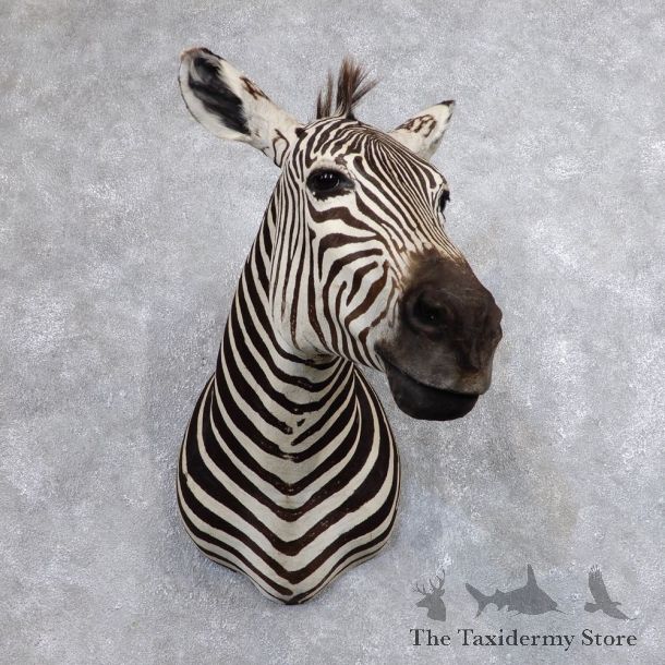 African Zebra Shoulder Mount For Sale #18635 @ The Taxidermy Store