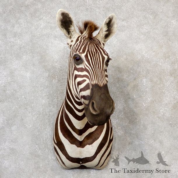 African Zebra Shoulder Mount For Sale #19157 @ The Taxidermy Store
