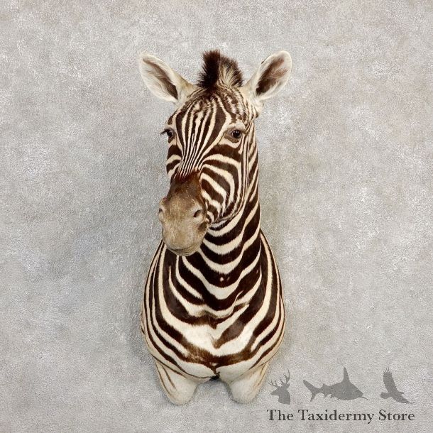 African Zebra Shoulder Mount For Sale #20298 @ The Taxidermy Store