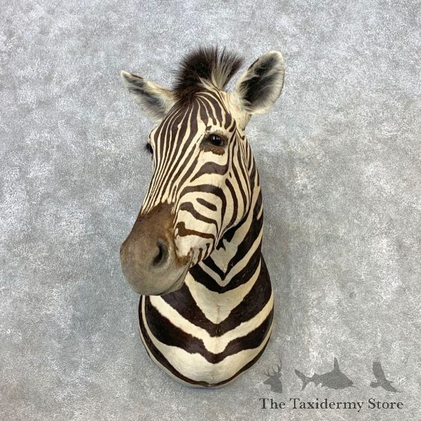 African Zebra Shoulder Mount For Sale #21649 @ The Taxidermy Store