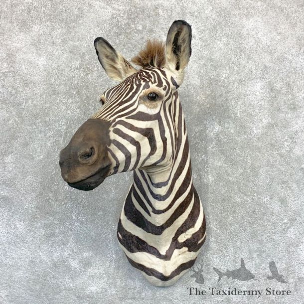 African Zebra Shoulder Mount For Sale #22381 @ The Taxidermy Store