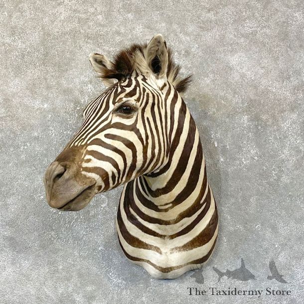 African Zebra Shoulder Mount For Sale #25135 @ The Taxidermy Store