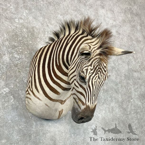 African Zebra Shoulder Mount For Sale #27037 @ The Taxidermy Store