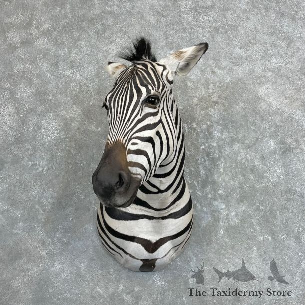 African Zebra Shoulder Mount For Sale #27334 @ The Taxidermy Store