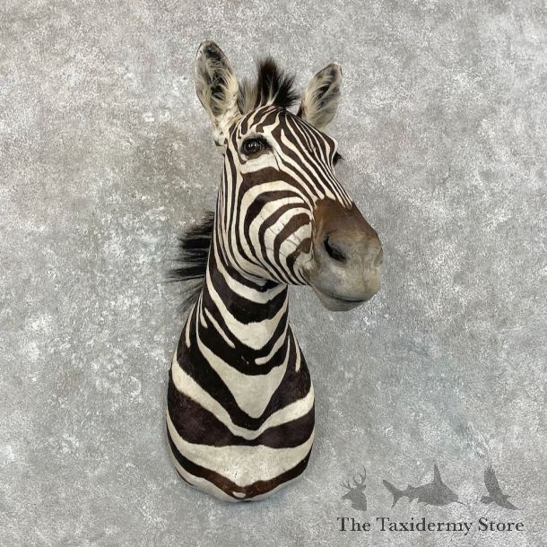 African Zebra Shoulder Mount For Sale #28019 @ The Taxidermy Store