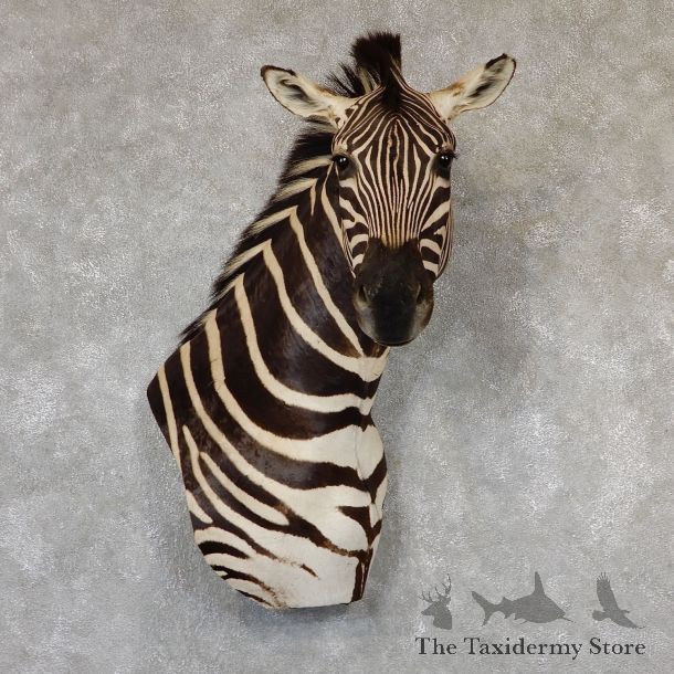 African Zebra Wall Pedestal Mount For Sale #19311 @ The Taxidermy Store
