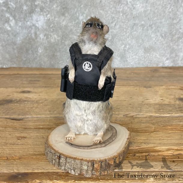 Agent Rat Novelty Mount For Sale #26529 @ The Taxidermy Store