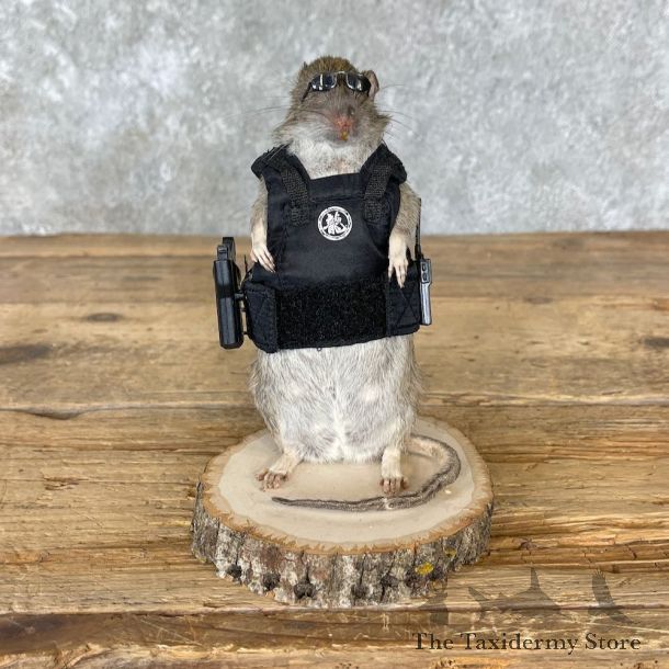 Agent Rat Novelty Mount For Sale #26530 @ The Taxidermy Store