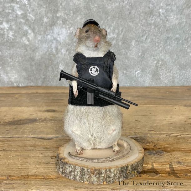 Agent Rat Novelty Mount For Sale #26531 @ The Taxidermy Store