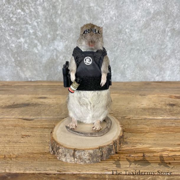 Agent Rat Novelty Mount For Sale #26533 @ The Taxidermy Store