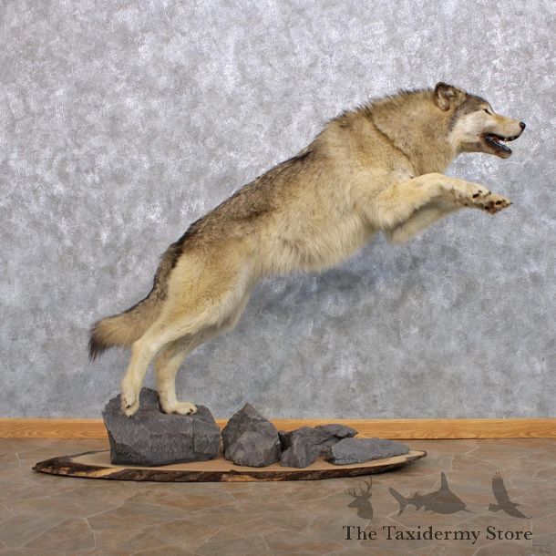 Grey Wolf Taxidermy Mount #10285 For Sale @ The Taxidermy Store