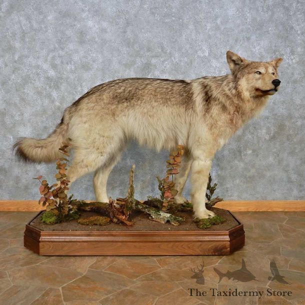 Alaskan Gray Wolf Life-Size Mount For Sale #15029 @ The Taxidermy Store