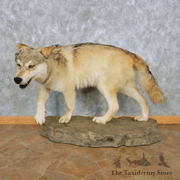 Alaskan Gray Wolf Life-Size Mount For Sale #15031 @ The Taxidermy Store