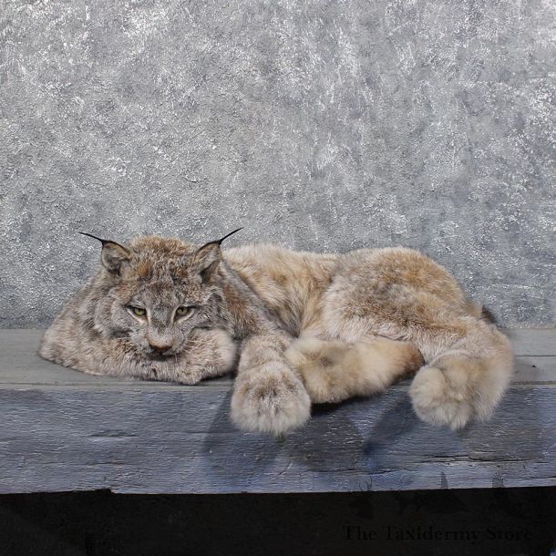 Alaskan Lynx Laying Mount #11795 For Sale @ The Taxidermy Store