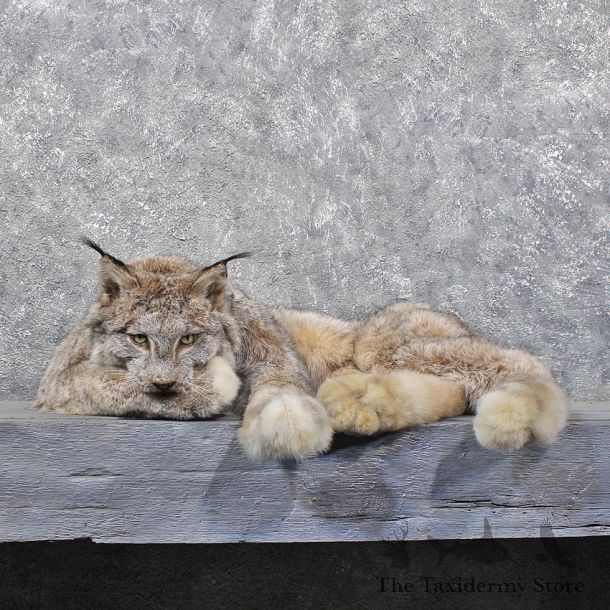 Alaskan Lynx Laying Mount #11796 For Sale @ The Taxidermy Store