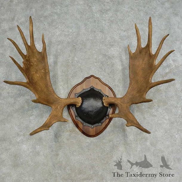 Western Canada Moose Antler Plaque For Sale #16616 @ The Taxidermy Store