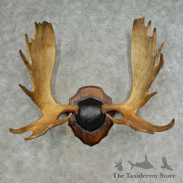 Western Canada Moose Antler Plaque For Sale #16617 @ The Taxidermy Store