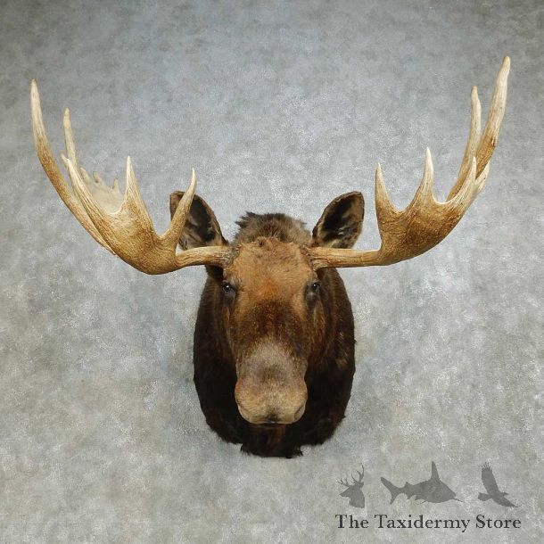 Alaskan Yukon Moose Shoulder Mount For Sale #14596 @ The Taxidermy Store