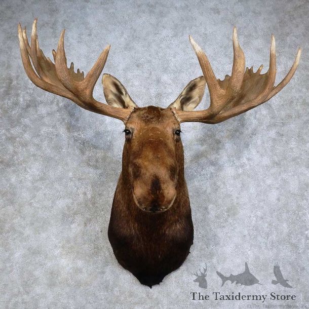 Alaskan Yukon Moose Shoulder Mount For Sale #15927 @ The Taxidermy Store