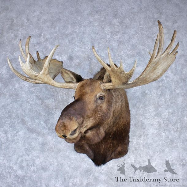 Alaskan Moose Shoulder Taxidermy Head Mount #12528 For Sale @ The Taxidermy Store