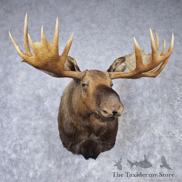Alaskan Moose Shoulder Taxidermy Head Mount #12529 For Sale @ The Taxidermy Store