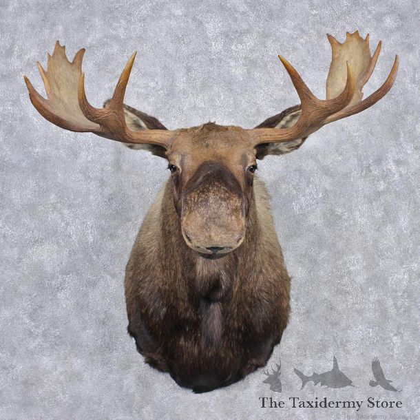 Alaskan Moose Shoulder Taxidermy Head Mount #12542 For Sale @ The Taxidermy Store