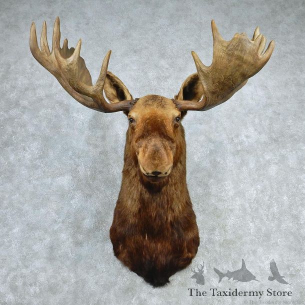 Alaskan Moose Shoulder Taxidermy Head Mount #12757 For Sale @ The Taxidermy Store