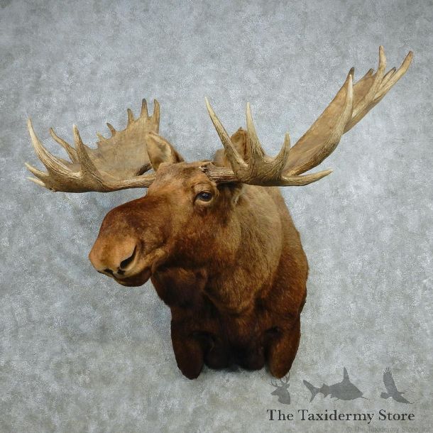 Alaskan Moose Shoulder Taxidermy Head Mount #12782 For Sale @ The Taxidermy Store