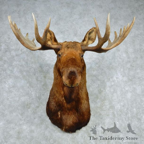 Alaskan Moose Shoulder Taxidermy Head Mount #12784 For Sale @ The Taxidermy Store