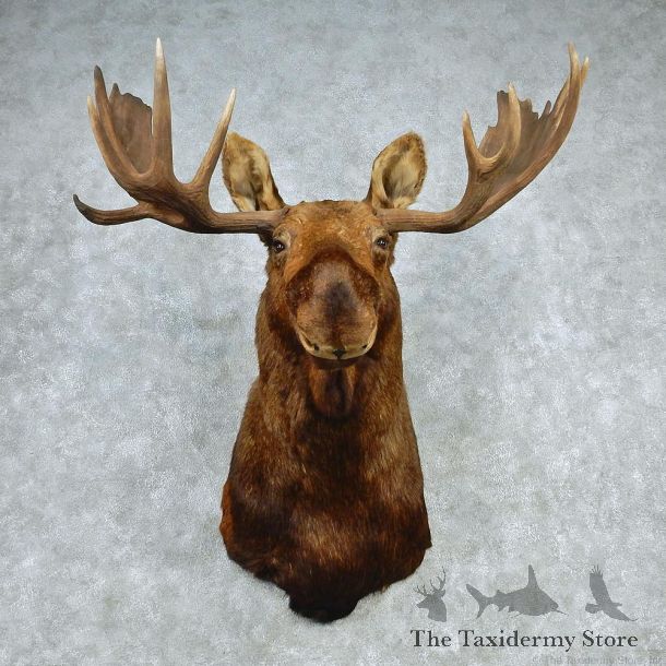 Alaskan Moose Shoulder Taxidermy Head Mount #12785 For Sale @ The Taxidermy Store