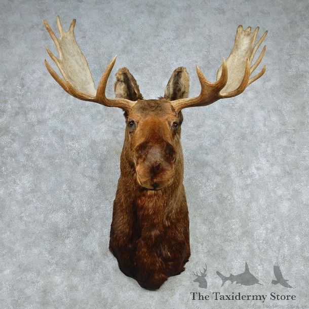 Alaskan Moose Shoulder Taxidermy Head Mount #12785 For Sale @ The Taxidermy Store
