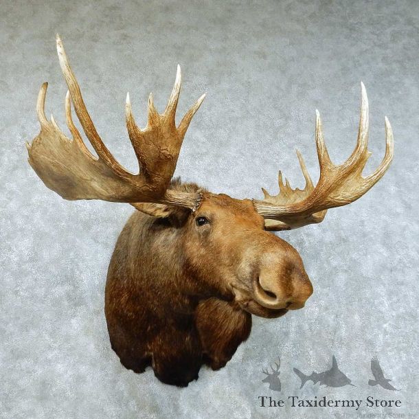Alaskan Moose Shoulder Taxidermy Mount #13447 For Sale @ The Taxidermy Store