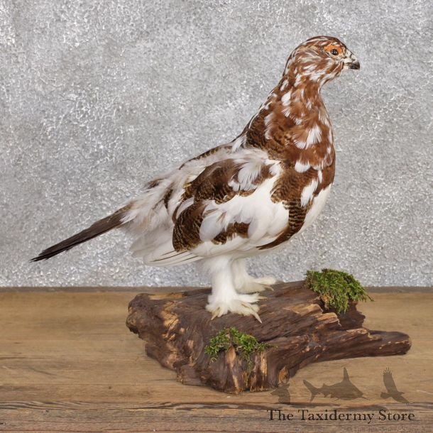 Standing Willow Ptarmigan Taxidermy Bird Mount #12395 For Sale @ The Taxidermy Store