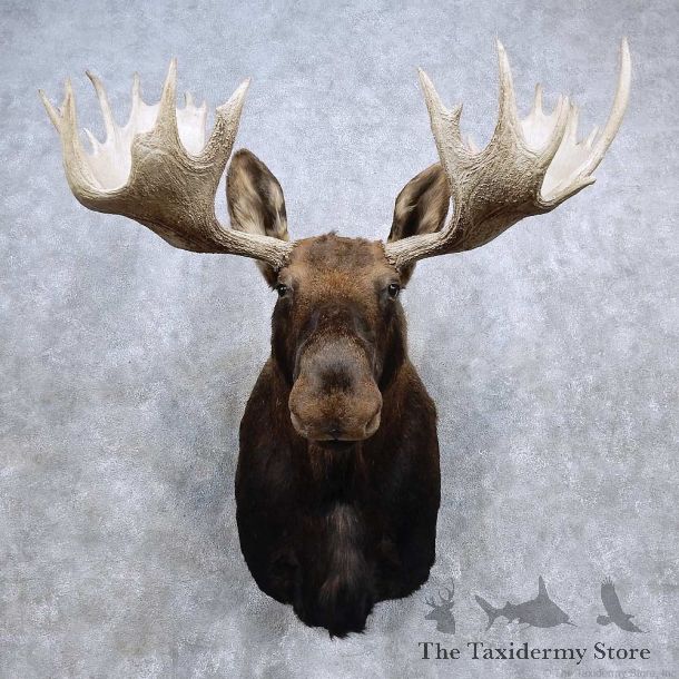 Alaskan Yukon Moose Shoulder Mount For Sale #15680 @ The Taxidermy Store