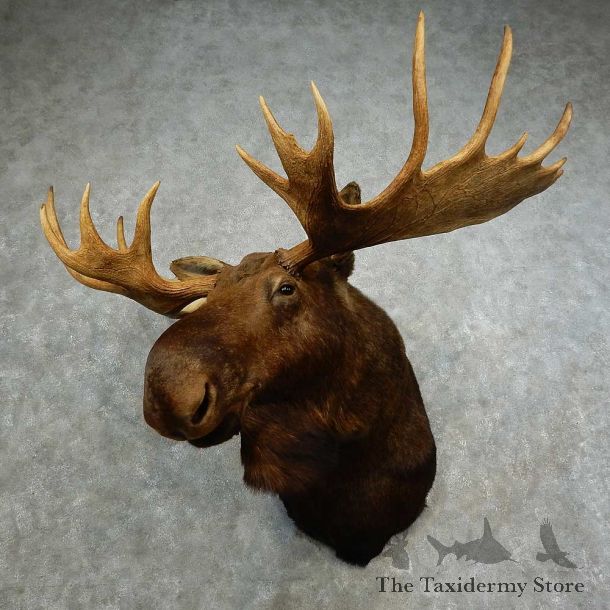 Alaskan Yukon Moose Shoulder Mount For Sale #16867 @ The Taxidermy Store
