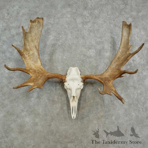 Alaskan Yukon Moose Skull European Mount For Sale #16958 @ The Taxidermy Store