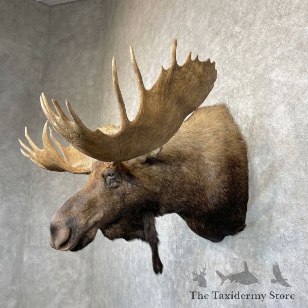 Alaskan Yukon Moose Shoulder Mount For Sale #26471 @ The Taxidermy Store