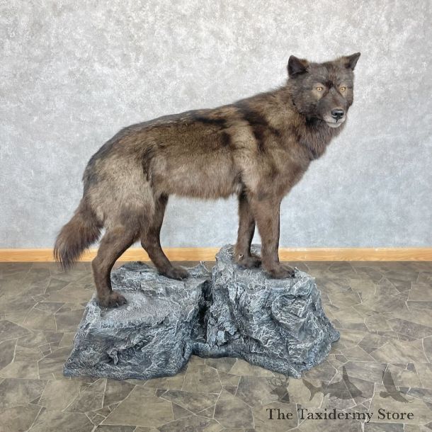 Alaskan Black Wolf Life-Size Mount For Sale #28093 @ The Taxidermy Store