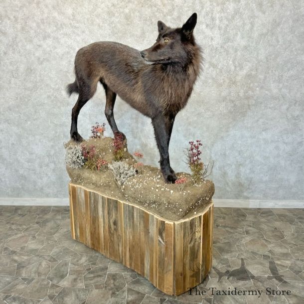 Black Alaskan Wolf Mount For Sale #17593 @ The Taxidermy Store