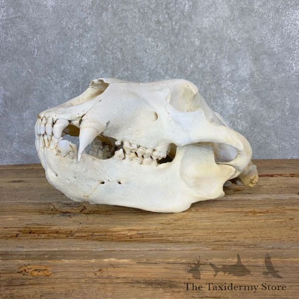 Alaskan Brown Bear Full Skull Mount For Sale #21220 @ The Taxidermy Store