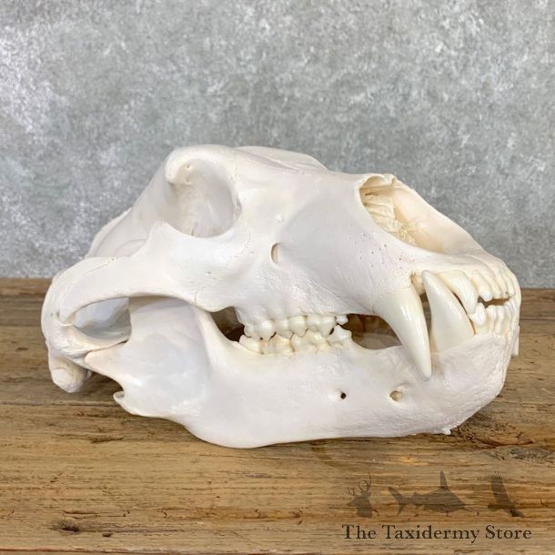 Alaskan Brown Bear Full Skull Mount For Sale #22551 @ The Taxidermy Store