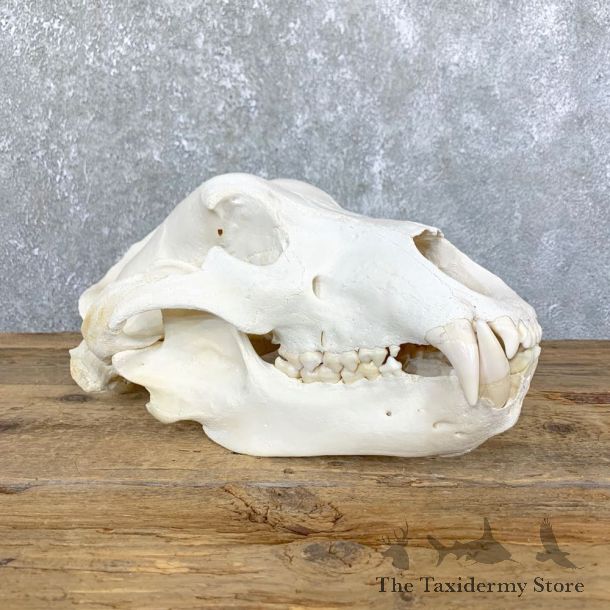 Alaskan Brown Bear Full Skull Mount For Sale #23906 @ The Taxidermy Store